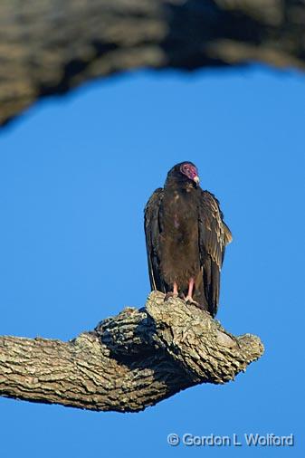 Roosting Vulture_38816.jpg - Turkey Vulture (Cathartes aura)Photographed along the Gulf coast near Rockport, Texas, USA.